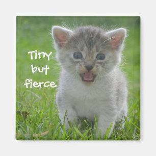 Badass Cats - "Tiny but Fierce" Magneet