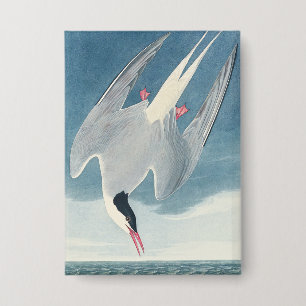 Badge Art côtier vintage d'oiseau de mer Sterne arctique