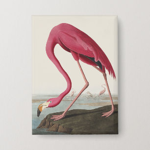 Badge Art vintage d'Audubon sur le flamant rose américai
