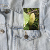 Badge cabosse de cacao (Insitu)