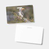 Badge Calamar à bec jaune (Avant & arrière)