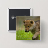 Badge Carré 5 Cm A baby wolf (Devant & derrière)
