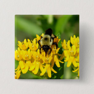 Badge Carré 5 Cm Abeille se régalant de fleurs sauvages d'Asclépiad