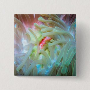 Badge Carré 5 Cm Actinie multicolore