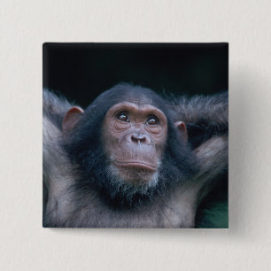 Badge Carré 5 Cm Afrique, Afrique de l'Est, Tanzanie, Gombe Nationa