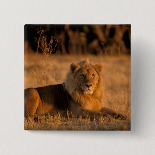 Badge Carré 5 Cm Afrique, Botswana, Delta de l'Okavango. Lion (Pant