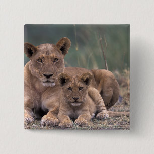 Badge Carré 5 Cm Afrique, Botswana, Delta de l'Okavango. Lions