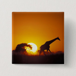 Badge Carré 5 Cm Afrique, Botswana, Parc national de Chobe, Girafe