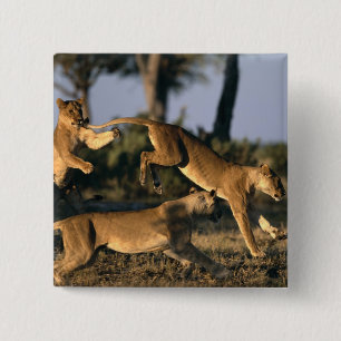 Badge Carré 5 Cm Afrique, Botswana, Parc national de Chobe, Lionnes