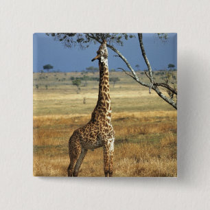 Badge Carré 5 Cm Afrique, Kenya, Amboseli NP. Un commun, ou Masai,