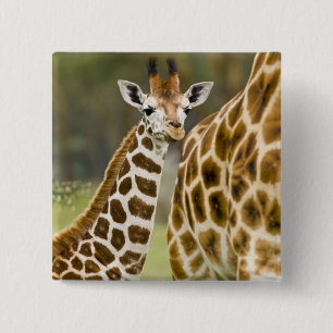 Badge Carré 5 Cm Afrique. Kenya. Girafe de Rothschild bébé