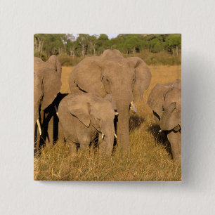 Badge Carré 5 Cm Afrique, Kenya, Masai Mara. Éléphant d'Afrique