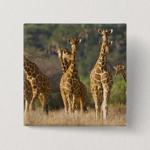 Badge Carré 5 Cm Afrique. Kenya. Troupeau de girafes réticulées