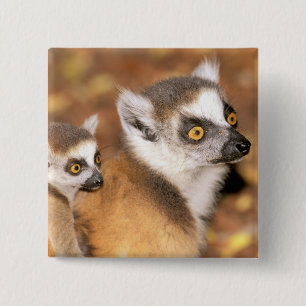 Badge Carré 5 Cm Afrique, Madagascar, Berenty Private Reserve.