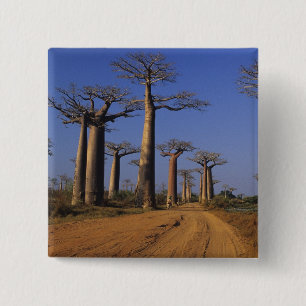 Badge Carré 5 Cm Afrique, Madagascar, Morondava, avenue Baobab.