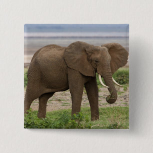 Badge Carré 5 Cm Afrique. Tanzanie. Éléphant au parc national du la