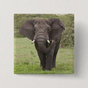 Badge Carré 5 Cm Afrique Tanzanie Éléphant dans le cratère de Ngoro