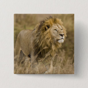 Badge Carré 5 Cm Afrique. Tanzanie. Lion mâle à Ngorongoro