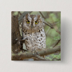 Badge Carré 5 Cm Afrique. Tanzanie. Petit-duc scops à Tarangire 2