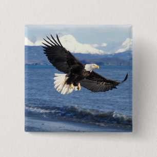 Badge Carré 5 Cm aigle à tête blanche, Haliaeetus leuccocephalus en