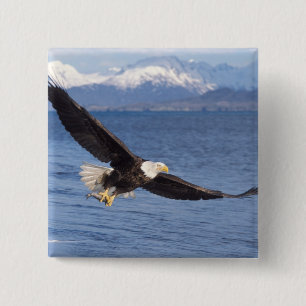 Badge Carré 5 Cm aigle à tête blanche, Haliaeetus leucocephalus, en