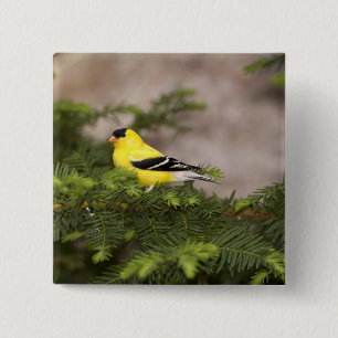 Badge Carré 5 Cm Américain Goldfinch mâle dans un arbre