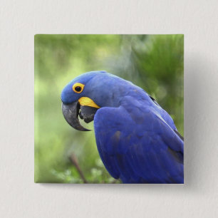 Badge Carré 5 Cm Amérique du Sud, Brésil, Pantanal