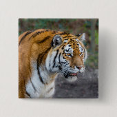 Badge Carré 5 Cm Amur tiger (Devant)