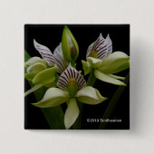 Badge Carré 5 Cm Anacheilium Chacoense (Devant)