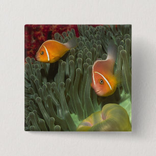 Badge Carré 5 Cm Anemonefish rose dans l'actinie de Magnificant