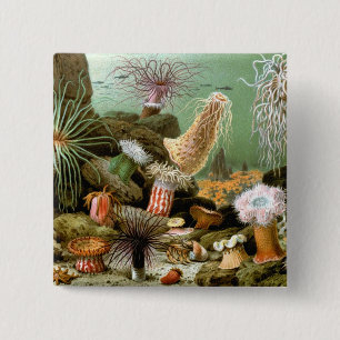 Badge Carré 5 Cm Anémones de mer Vie marine, Animaux marins vintage