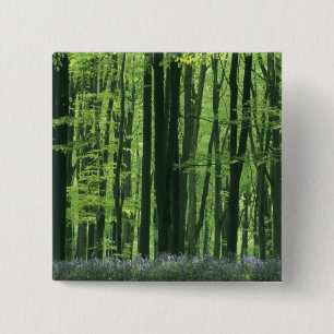 Badge Carré 5 Cm Angleterre, forêt de hêtres et Bluebells