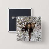 Badge Carré 5 Cm Animaux de bébés cutest | Moose Calf (Devant & derrière)