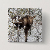 Badge Carré 5 Cm Animaux de bébés cutest | Moose Calf (Devant)