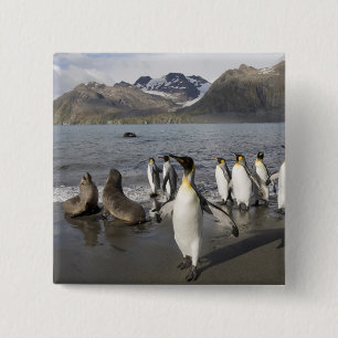 Badge Carré 5 Cm Antarctique, île de Géorgie du Sud (Royaume-Uni),