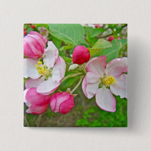Badge Carré 5 Cm Apple Blossom Time (Devant)