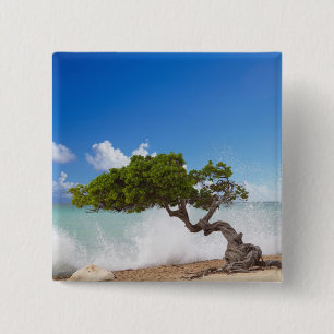 Badge Carré 5 Cm Arbre Divi Divi, Eagle Beach, Aruba, Caraïbes