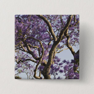 Badge Carré 5 Cm Arbres Jacaranda en fleurs dans le parc New Farm,