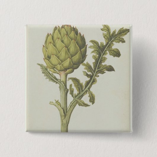Badge Carré 5 Cm Artichaut : Scolymus de Cynara, c.1568 (Devant)
