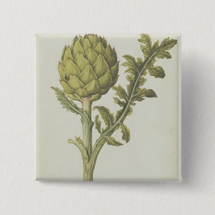 Badge Carré 5 Cm Artichaut : Scolymus de Cynara, c.1568