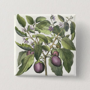 Badge Carré 5 Cm Aubergine : Pallido de fructu de Melanzana, du