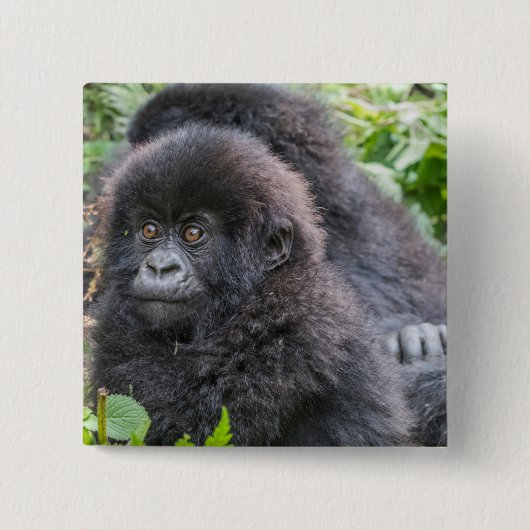 Badge Carré 5 Cm Baby Mountain Gorilla (Devant)