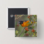 Badge Carré 5 Cm Baltimore Oriole (Devant & derrière)