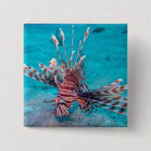 Badge Carré 5 Cm Beaux poissons rouges de lion