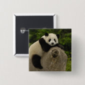Badge Carré 5 Cm Bébé panda géant (Devant & derrière)