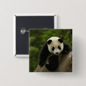 Badge Carré 5 Cm Bébé panda géant (Devant & derrière)