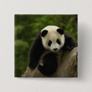 Badge Carré 5 Cm Bébé panda géant
