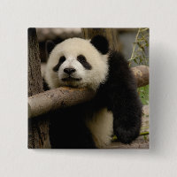 Bébé panda géant Ailuropoda melanoleuca)