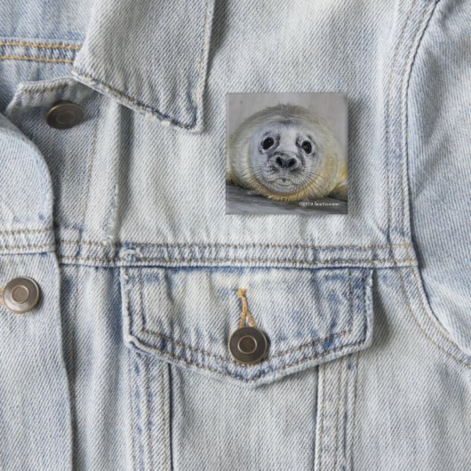 Badge Carré 5 Cm Bébé phoque gris (En situation)