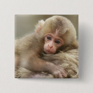 Badge Carré 5 Cm Bébé singe des neiges, Jigokudani, Nagano, Japon 2